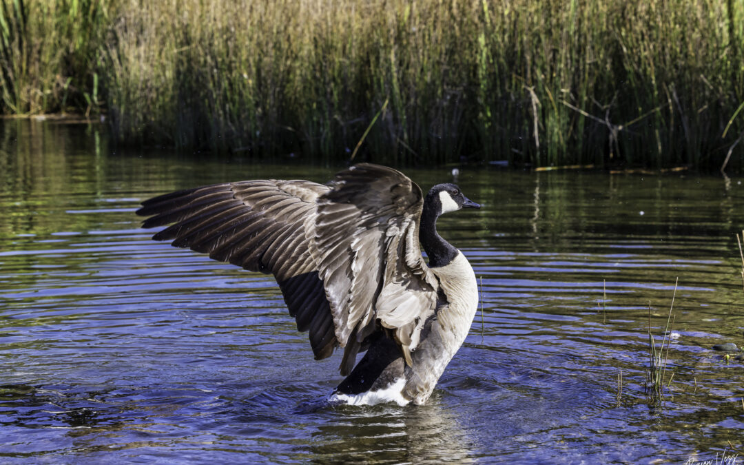 Wildlife Photography from a Kayak