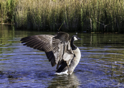 Wildlife Photography from a Kayak